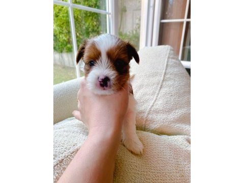 Petmode köpek çiftliğinde ziyarete açık morkie