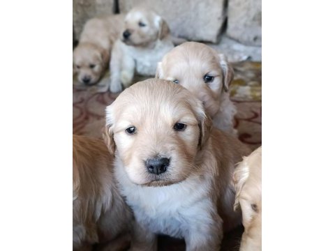 Bebek yüz golden retriever yavrular için geç kalmayın
