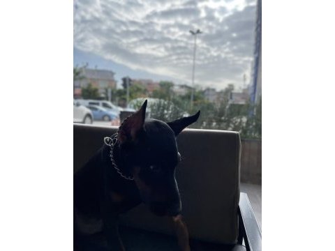 Sağlam kan 3 aylık kulak kuyruk bitti saf doberman