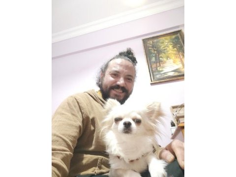 Uzun tüylü erkek şivava eş arıyoruz!