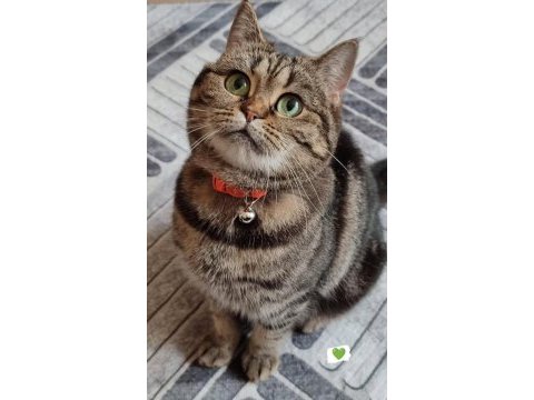 Scottish straight tabby