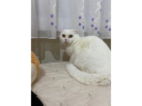 1 yaşında dişi scottish fold