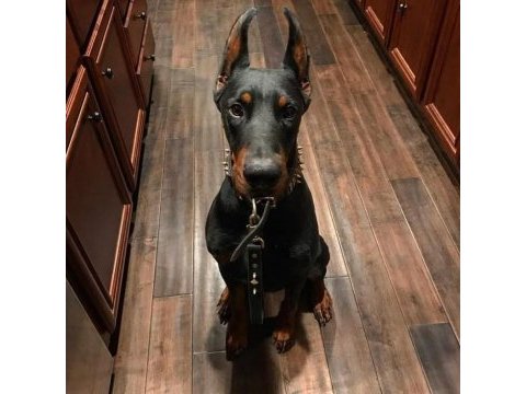 Asaletin adı doberman estetikli yavrular