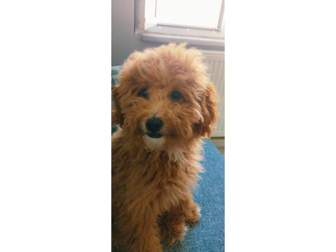 Yetişkin dişi maltipoo