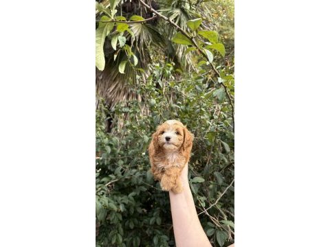 Sevimli maltipoo yavrumuz