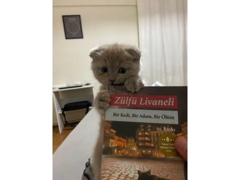 Scottish fold yavrular