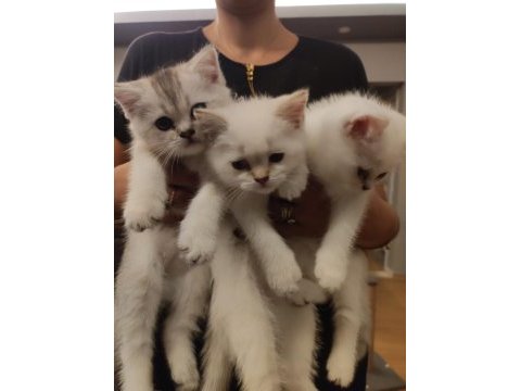 Safkan british shorthair son yavru