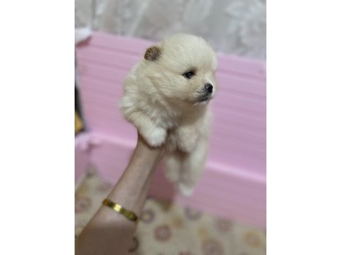 1 aylıktır 1 ay sonra rezerve edilecek pomeranian boo