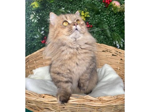Munchkin cüce kedimiz