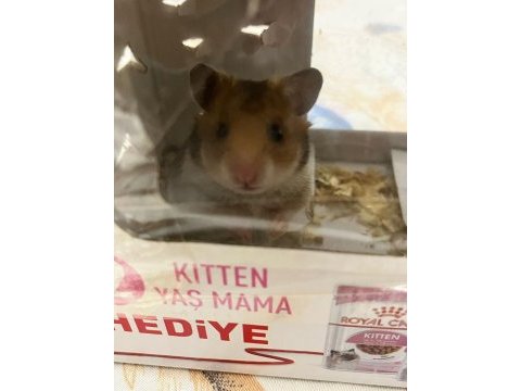 Yavru suriye hamster bebek 2 aylık