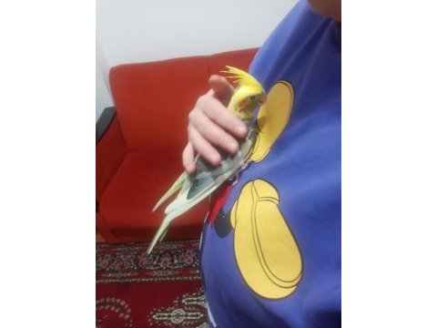 Erkek sultan papağanı
