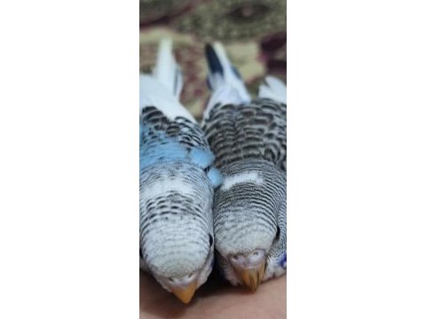Muhabbet kuşu 1 aylık