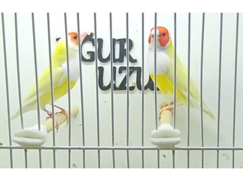 Gouldian finch (gökkuşağı ispinozu) mevcuttur)