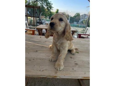 Cocker yavrularımıza yeni yuva arıyoruz