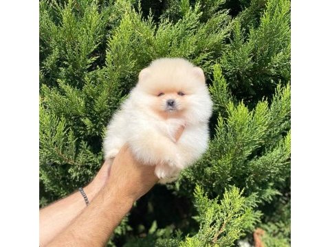 Pomeranian yavrular