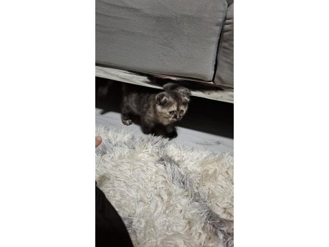 Günlük scottish fold