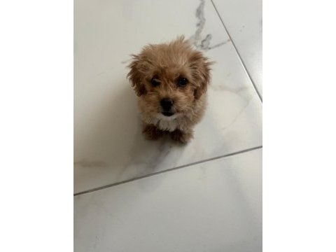 Tuvalet eğitimli aşıları tam maltipoo