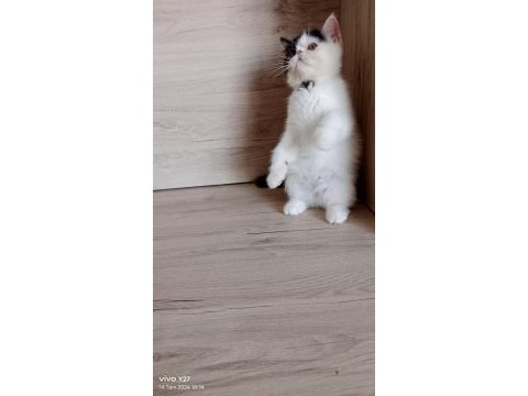 Full şecereli şampiyon kan hattı snoppy exotic shorthair