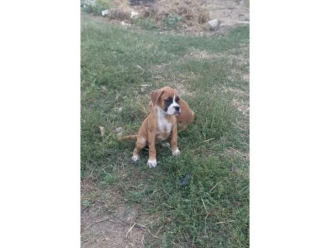 Boxer yavrularımız