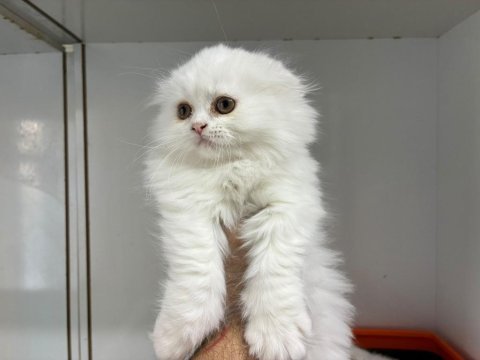 Irk ve sağlık garantili scottish fold yavru
