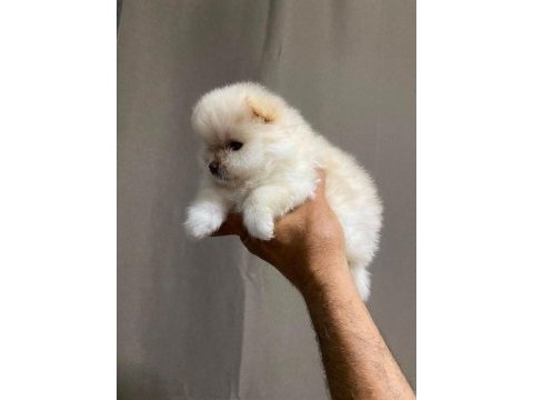 Pomeranian boo köpeğimiz