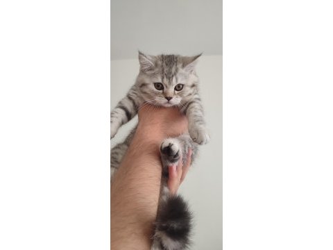 Dişi british shorthair blue point ve silver tabby