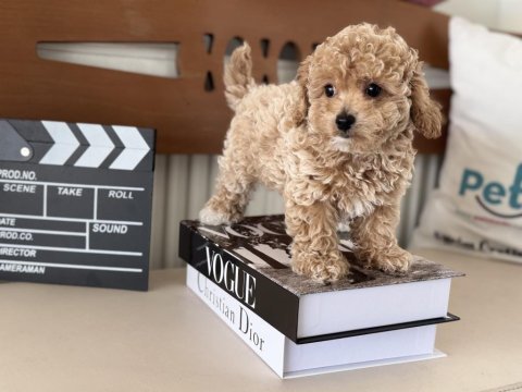 Petmode köpek çiftliğinde ziyarete açık maltipoo