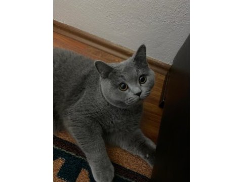 British shorthair kedim yeni yuva arıyoruz