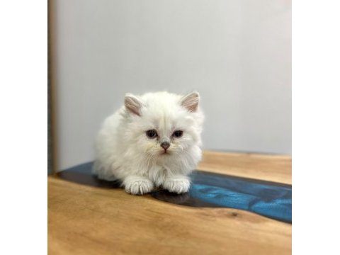 Scottısh brıtısh dişi ve erkek yavru