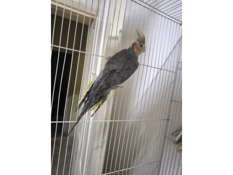 Sultan yavruları 2 aylik lutino grey wf heavy pied