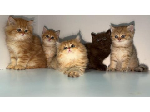 Üreticiden british longhair ve shorthair yavrular