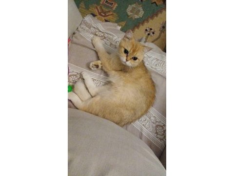 1 yaşında kısırlaştırılmış dişi british shorthair