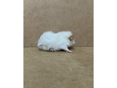 Ginepig yavrular gün içi gönderim sağlanmakta