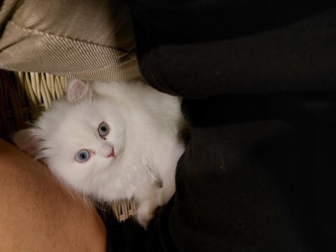 2 aylık iran kedisi