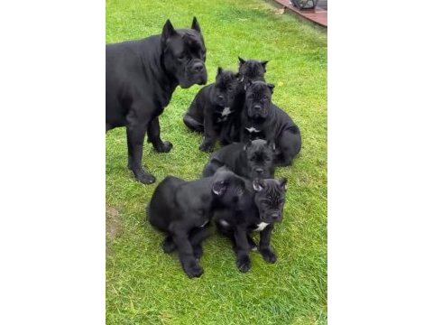 Profesyonel üretim çifliğinden cane corso kapıda ödeme
