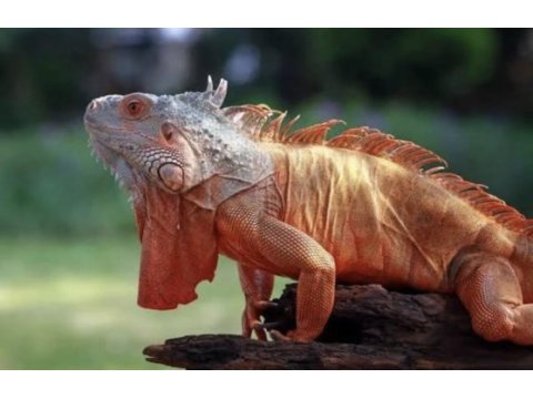 Ön rezerve iguana