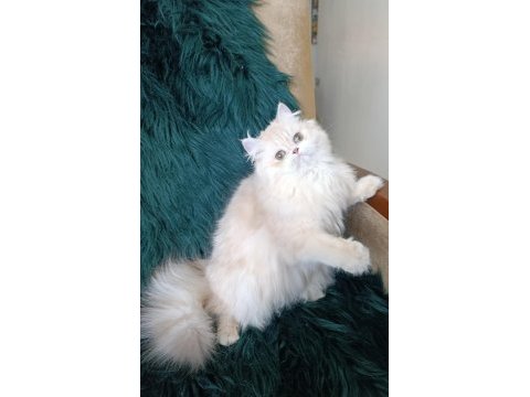 Şecereli safkan dişi british longhair