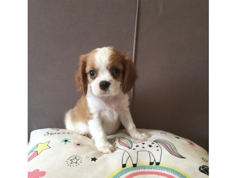 Üst düzey cavalier king charles bebekler