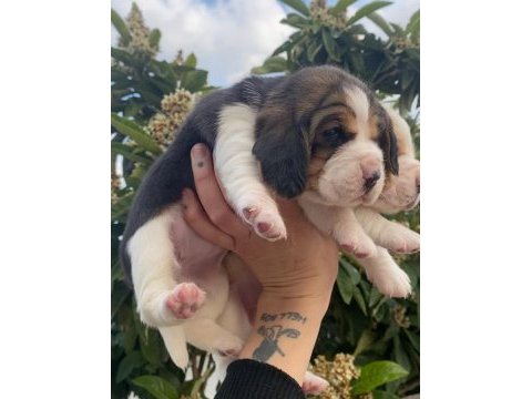 Üst kalite beagle yavrular
