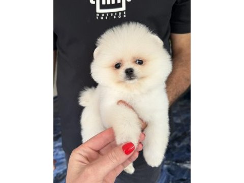 Biblo dişi karbeyaz pomeranian boo