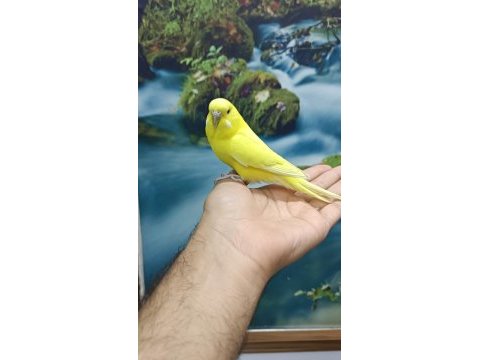 Dişi evcil muhabbet kuşu