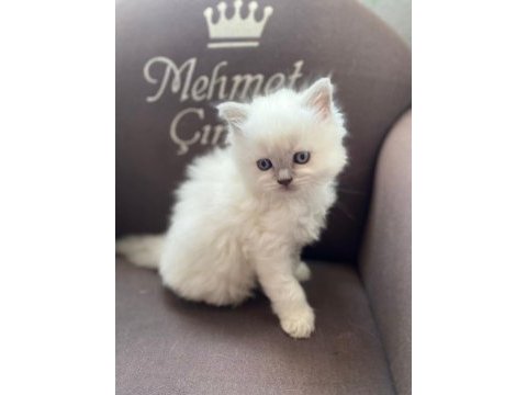 British longhair ve scottish shorthair bluepoint yavrular