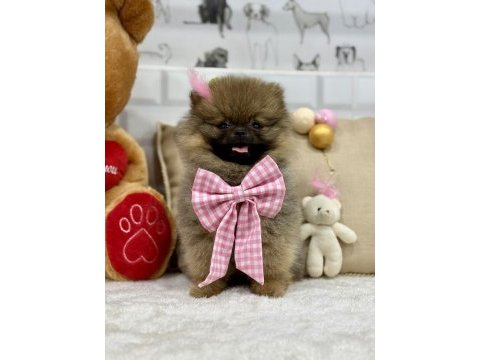 Minik teddy bear ayıcık pomeranian kızımız