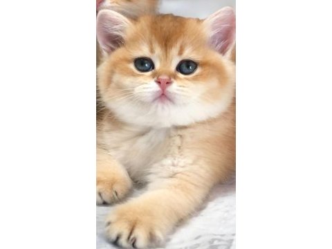 A kalite british shorthair golden yavrular