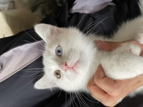 Beyaz british shorthair detaylar verilebilir