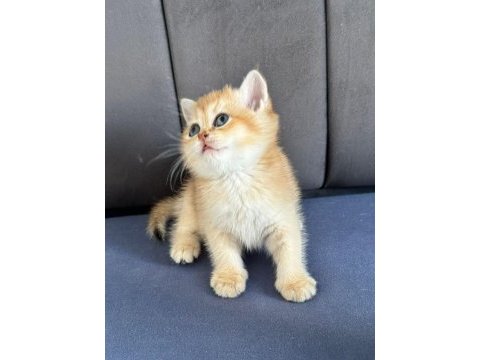 A kalite british shorthair gold yavrular