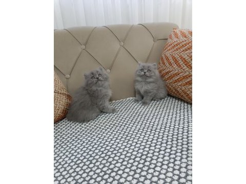 Brtish longhair lilac yavrular