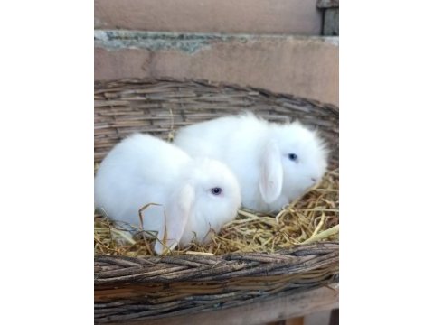 Hollanda teddy lop damızlık takım tavşan