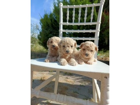 Rezerveye açık maltipoo bebeklerim