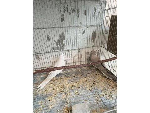 Damızlık albino ve wf cinnamon dişi sultan